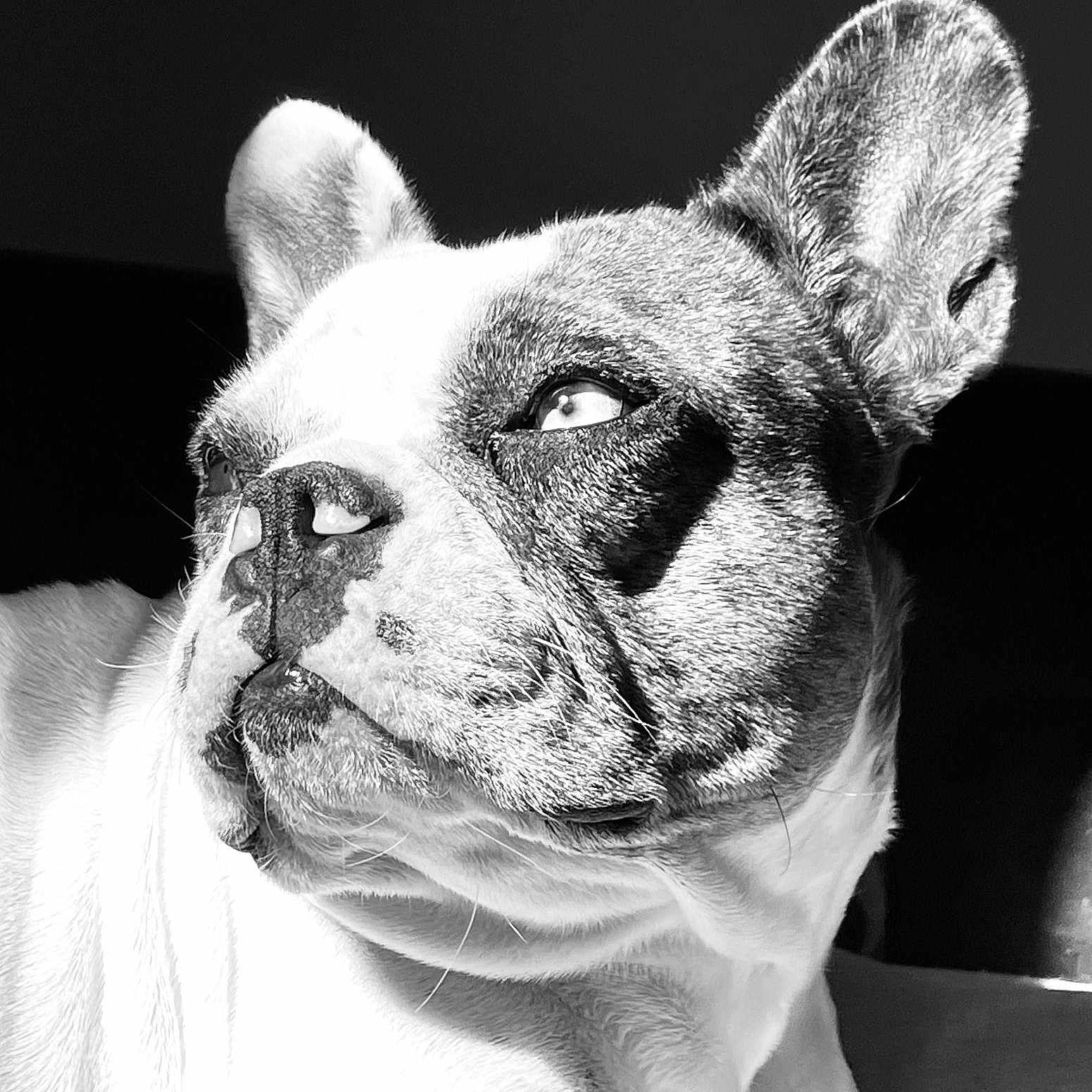 Sophie