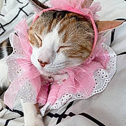 Wesa is registered to the contest to win money with this photo: animal, bed, cat, closeup, collar, cozy, crown, cute, domestic, ears, feline, lace, paw, pet, pink, relaxed, resting, sleeping, soft, whiskers
