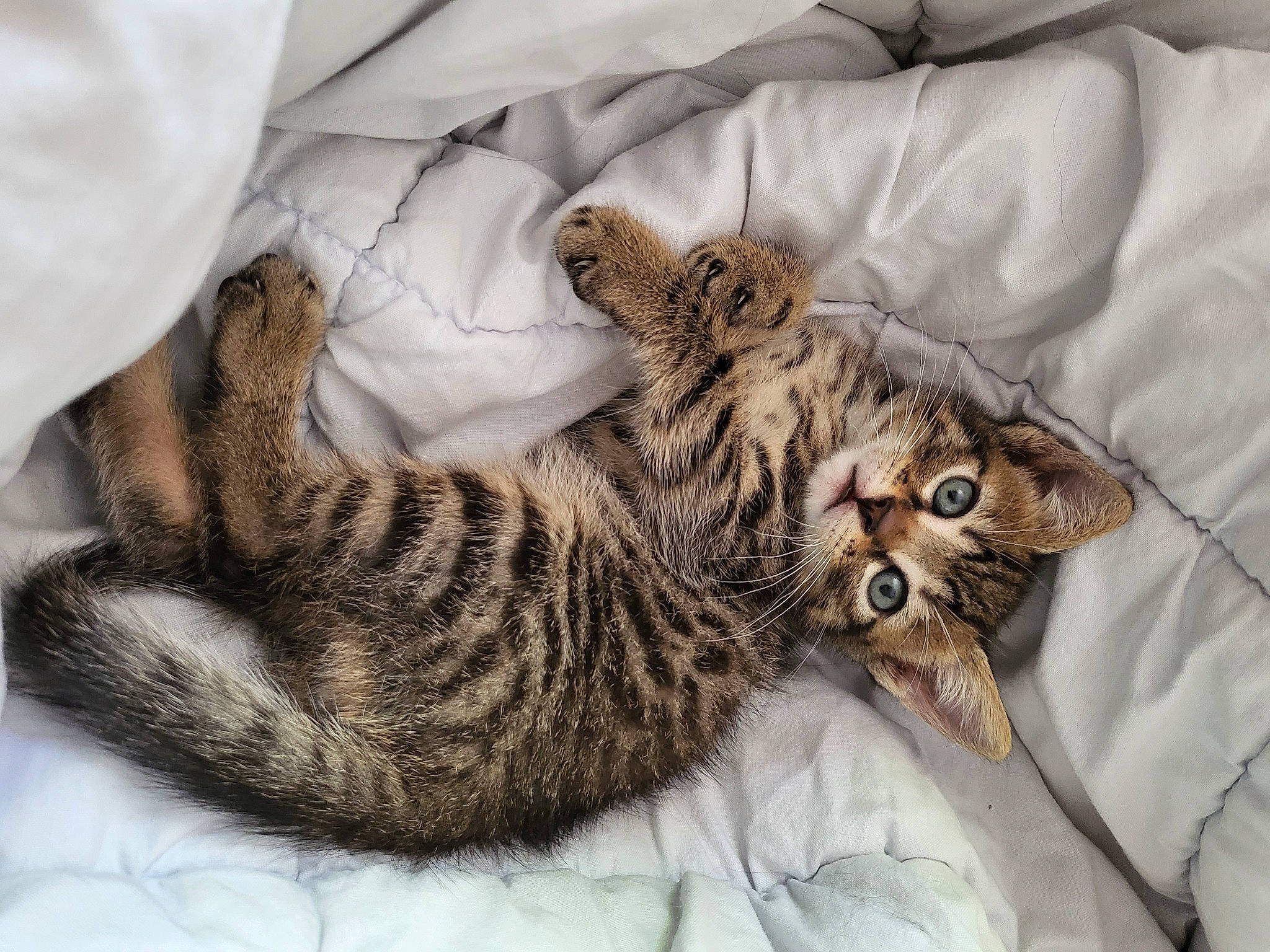 Moustic participe au concours pour gagner de l'argent avec cette photo : bed, carnivore, cat, cat_bed, claw, comfort, domestic_short_haired_cat, fawn, felidae, fur, linens, paw, small_to_medium_sized_cats, snout, tail, terrestrial_animal, textile, vertebrate, whiskers
