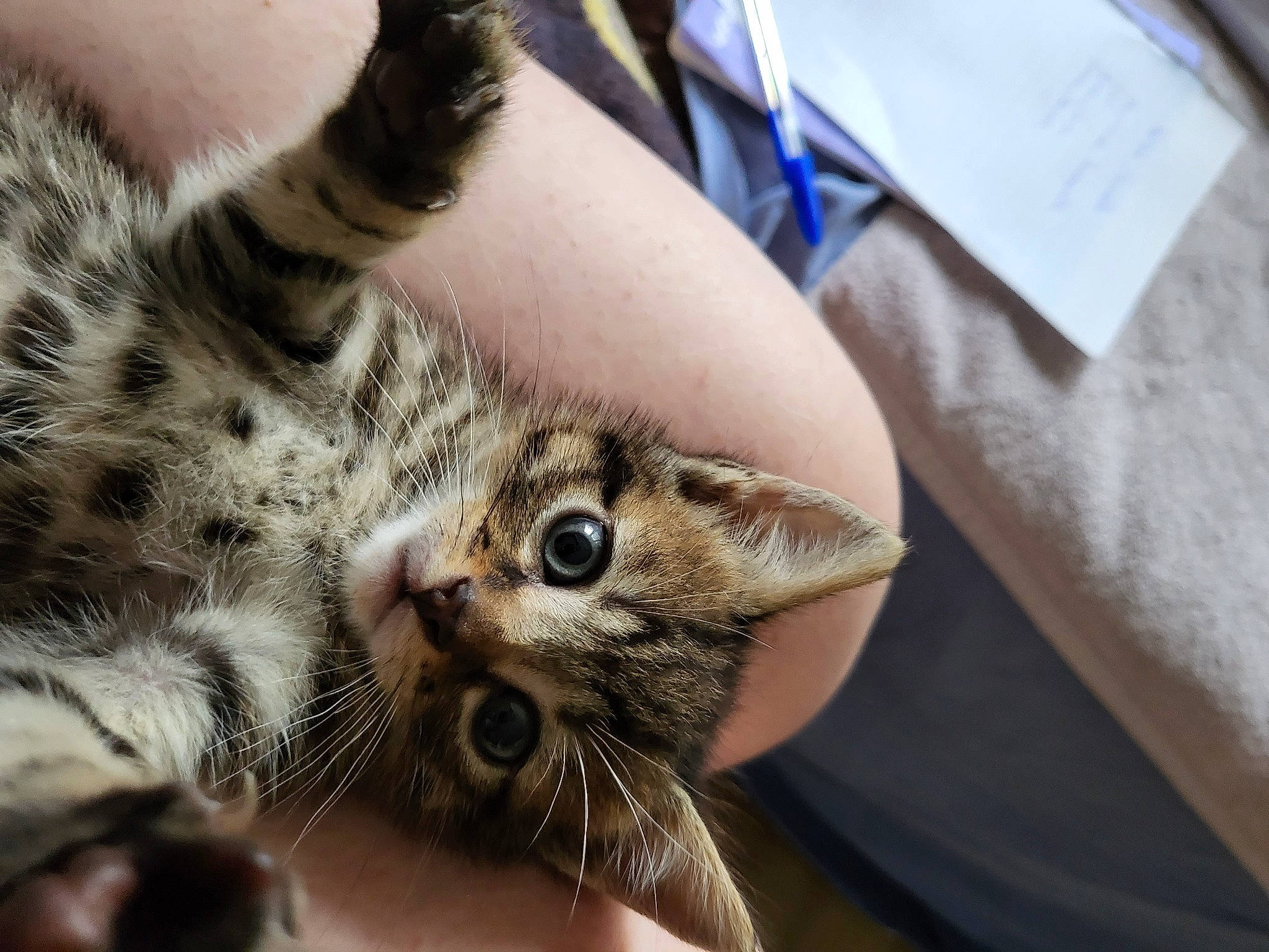 Moustic a rejoint le concours — aidez-le/la à gagner de superbes lots ! big_cats, carnivore, cat, claw, comfort, domestic_short_haired_cat, ear, fawn, felidae, fur, gesture, nail, paw, skin, small_to_medium_sized_cats, snout, terrestrial_animal, whiskers, wildlife