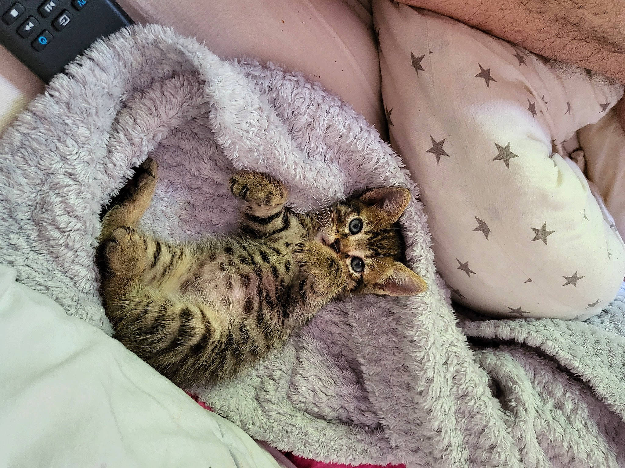 Moustic participe au concours pour gagner de l'argent avec cette photo : bed, bedding, carnivore, cat, comfort, domestic_short_haired_cat, fawn, felidae, fur, grey, human_leg, linens, nail, pattern, paw, small_to_medium_sized_cats, tail, thigh, whiskers, wrist