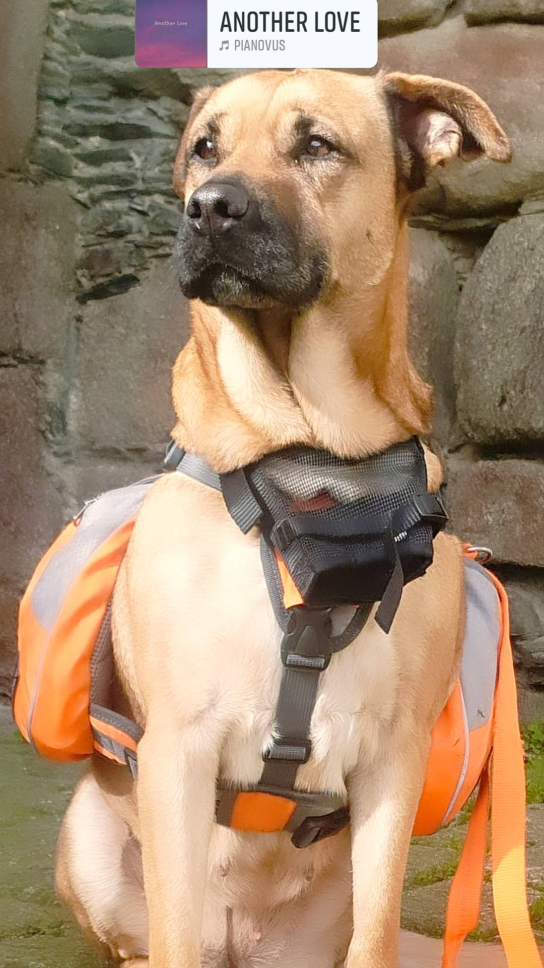 Gypsie participe au concours pour gagner de l'argent avec cette photo : ancient_dog_breeds, canidae, carnivore, collar, companion_dog, dog, dog_breed, dog_collar, dog_supply, fawn, fur, non_sporting_group, pet_supply, snout, sporting_group, terrestrial_animal, whiskers, working_animal, working_dog, wrinkle