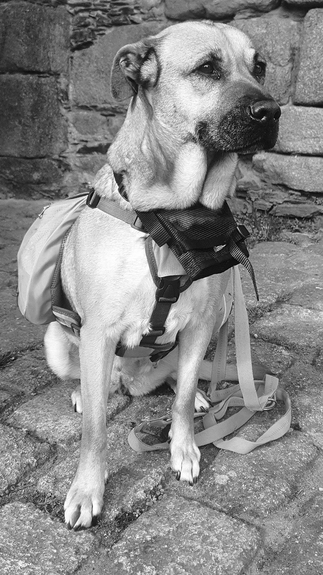 Gypsie participe au concours pour gagner de l'argent avec cette photo : black, black_and_white, carnivore, collar, companion_dog, dog, dog_breed, dog_clothes, dog_collar, dog_supply, fawn, leash, monochrome, monochrome_photography, pet_supply, photograph, snapshot, snout, style, working_animal