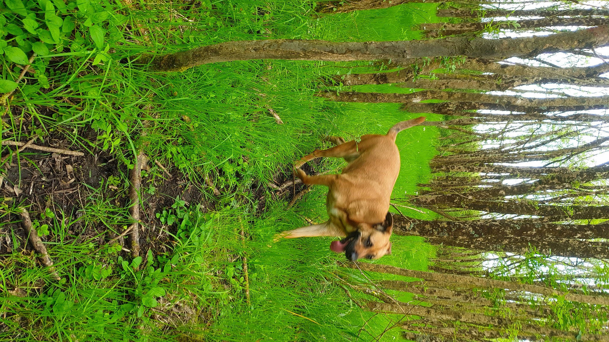 Gypsie a rejoint le concours — aidez-le/la à gagner de superbes lots ! biome, carnivore, fawn, felidae, forest, grass, groundcover, natural_landscape, plant, sporting_group, tail, temperate_broadleaf_and_mixed_forest, terrestrial_animal, terrestrial_plant, tree, trunk, vegetation, water, wildlife, wood