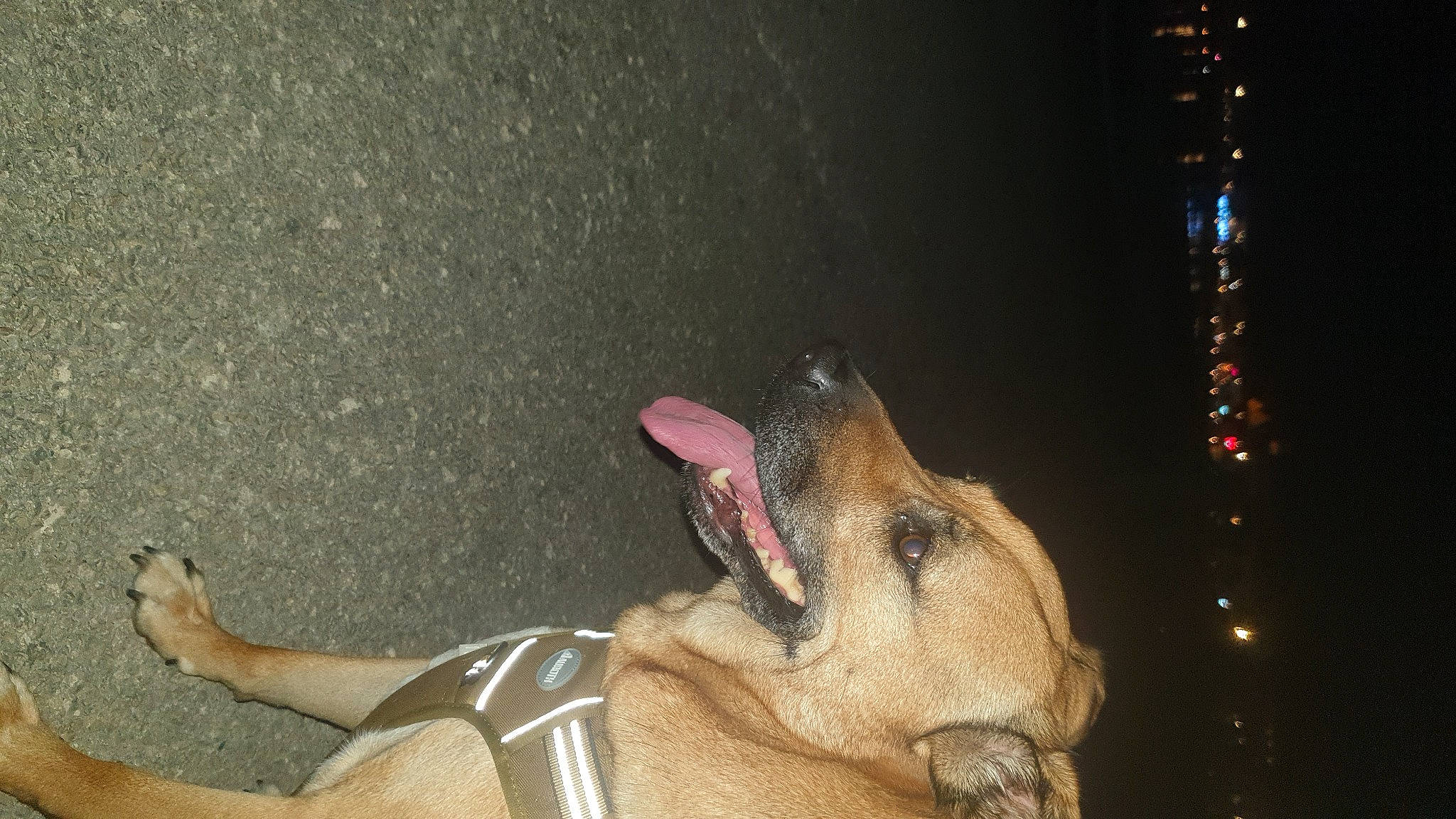 Gypsie a rejoint le concours — aidez-le/la à gagner de superbes lots ! canidae, carnivore, concrete, dog, dog_breed, fawn, foot, human_leg, paw, snout, terrestrial_animal, wildlife, working_animal, wrinkle