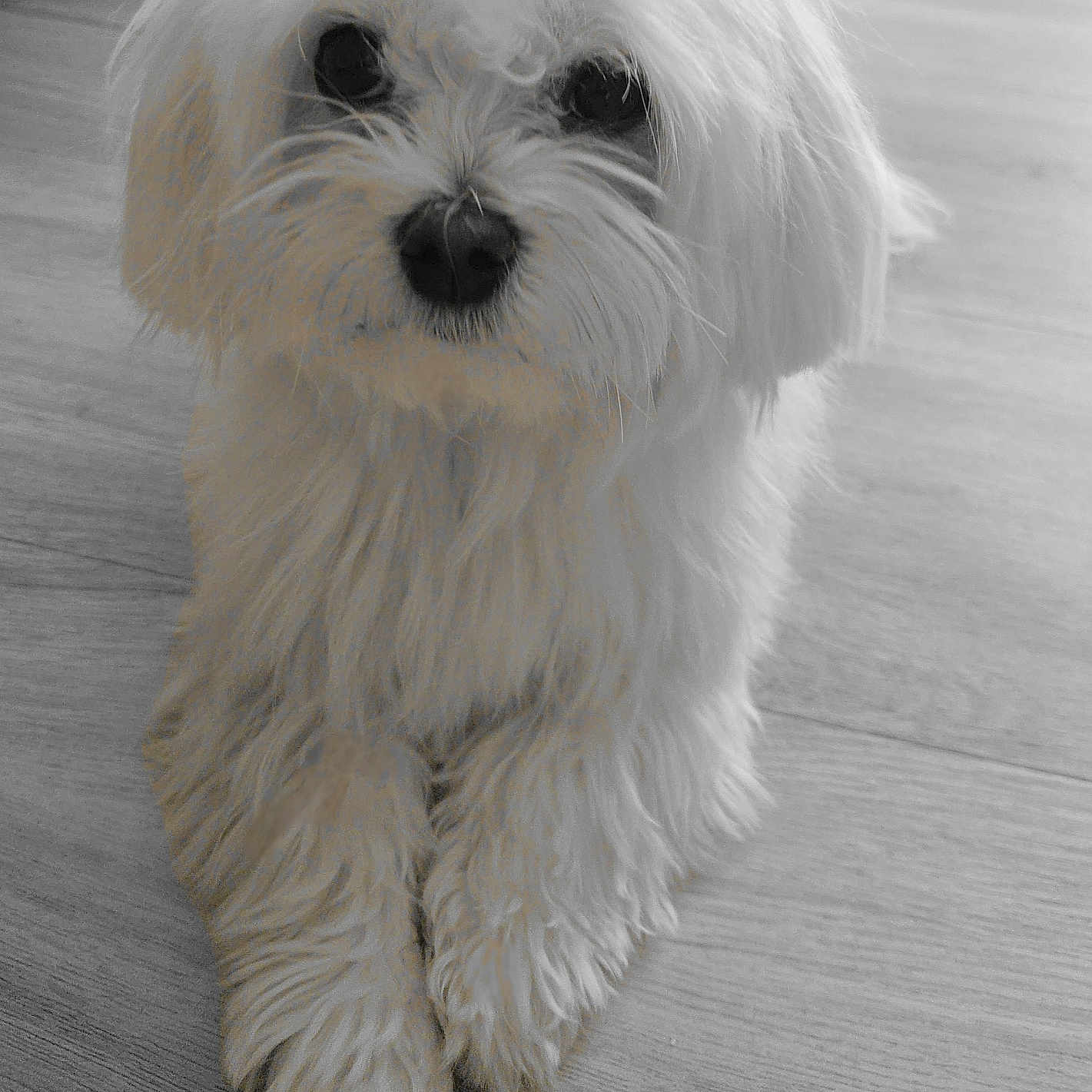 Nala a rejoint le concours — aidez-le/la à gagner de superbes lots ! animal, canine, cockerspaniel, dog, eskimodog, hardwood, pet, poodle, puppy, terrier, white, whitedog, wood