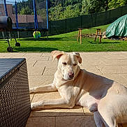 Marc Demers participe au concours pour gagner de l'argent avec cette photo : animal, backyard, barbecue_grill, bench, blue_sky, canine, daytime, dog, fence, grass, nature, outdoor, patio, pet, relaxed, resting, summer, sunlight, trampoline, trees