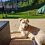 animal, backyard, barbecue_grill, bench, blue_sky, canine, daytime, dog, fence, grass, nature, outdoor, patio, pet, relaxed, resting, summer, sunlight, trampoline, trees