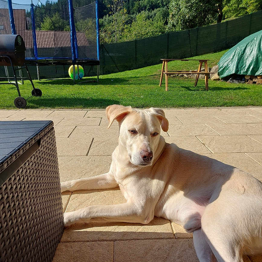 Marc Demers participe au concours pour gagner de l'argent avec cette photo : animal, backyard, barbecue_grill, bench, blue_sky, canine, daytime, dog, fence, grass, nature, outdoor, patio, pet, relaxed, resting, summer, sunlight, trampoline, trees