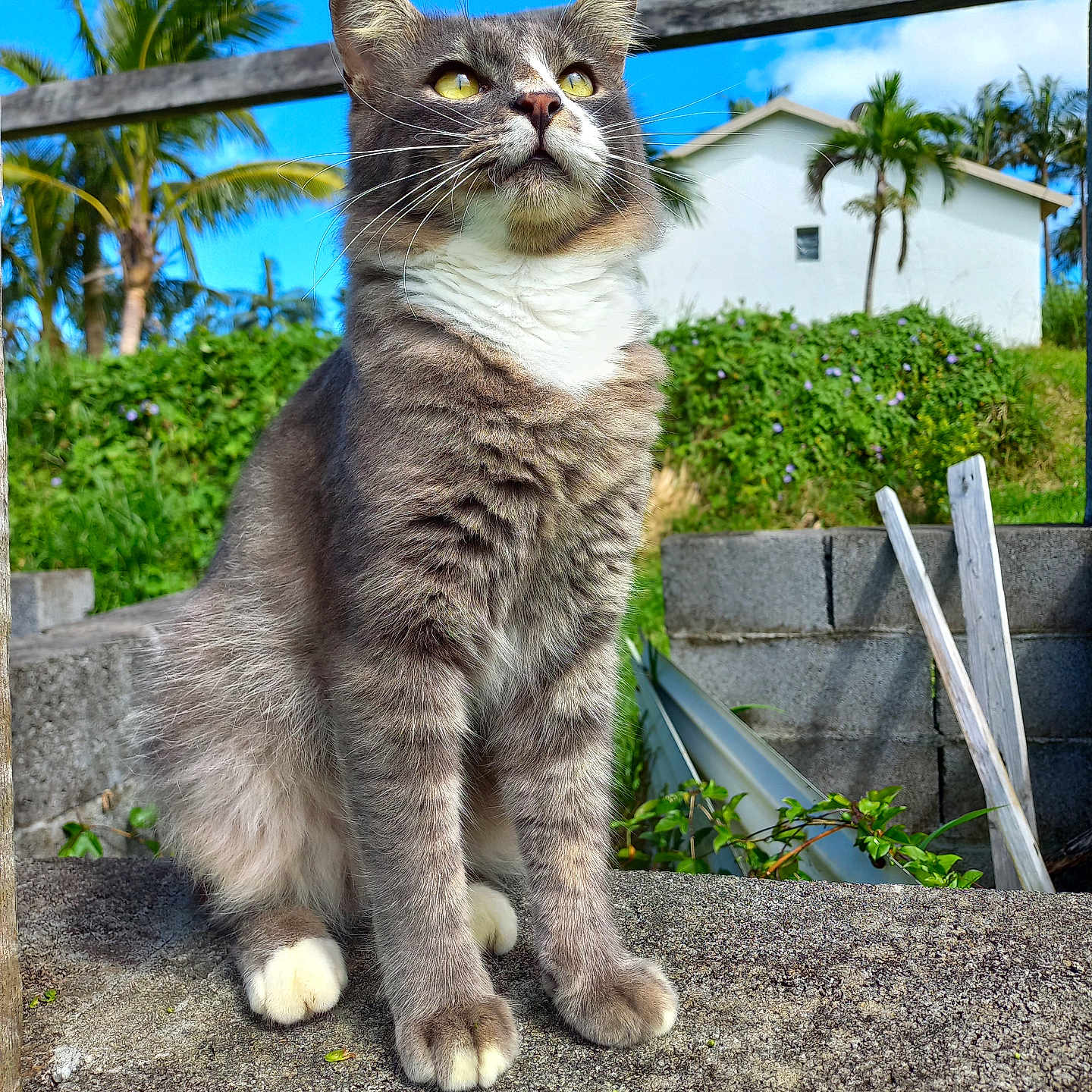 Moïse participe au concours pour gagner de l'argent avec cette photo : blue_sky, cat, concrete, curious, daylight, ears, feline, gray_cat, greenery, house, nature, outdoor, pet, plant, stone_surface, sunny, tail, tropical, whiskers, white_paws