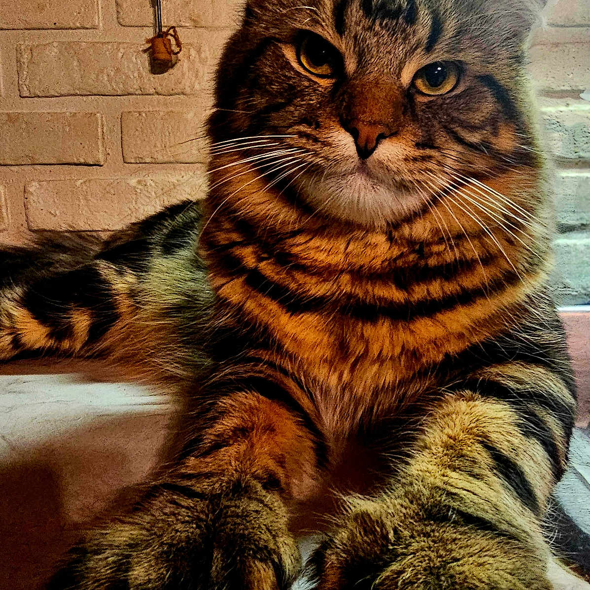 Hemi joined the competition — help win amazing prizes! abyssinian, angora, animal, brick, cat, couch, electronics, fireplace, furniture, hardware, hardwood, hook, indoors, interiordesign, kitten, manx, person, pet, sleeping, wood