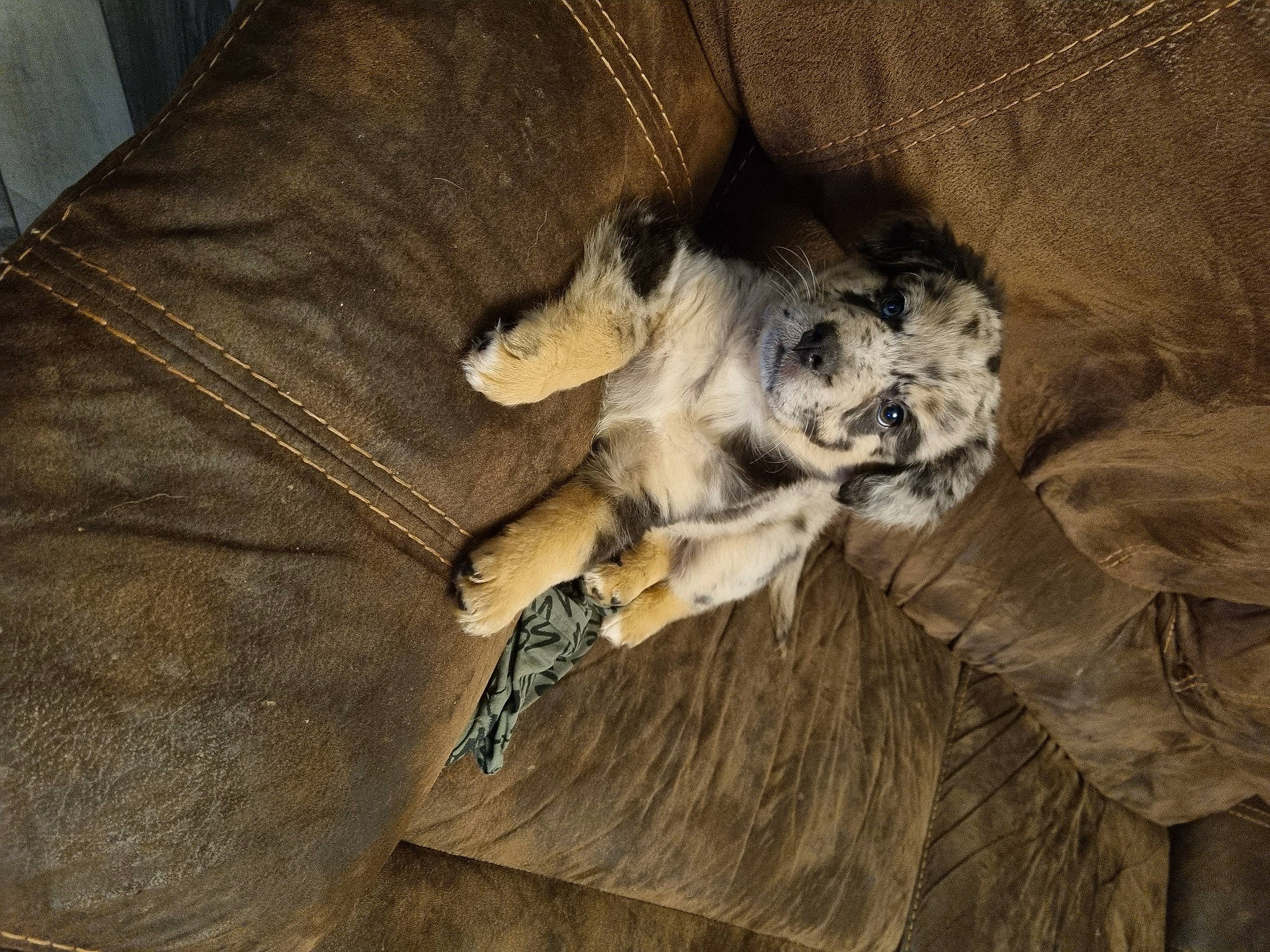 Bruno joined the competition — help win amazing prizes! brown, canidae, carnivore, comfort, companion_dog, dog, dog_breed, fawn, felidae, flooring, fur, grey, hardwood, paw, small_to_medium_sized_cats, sporting_group, tail, terrestrial_animal, whiskers, wood