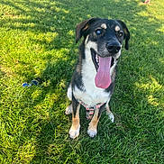 Winston is registered to the contest to win money with this photo: dog, tongue, grass, harness, outdoor, sunlight, shadow, bench, tree, happy, pet, canine, sitting, nature, daytime, park, playful, animal, muzzle, ears