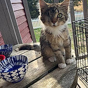 Big Tank joined the competition — help win amazing prizes! animal, architecture, building, cat, diningtable, furniture, house, housing, jar, kitten, outdoors, plant, planter, porch, pottedplant, pottery, shelter, table, vase, wood