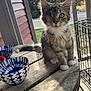 animal, architecture, building, cat, diningtable, furniture, house, housing, jar, kitten, outdoors, plant, planter, porch, pottedplant, pottery, shelter, table, vase, wood