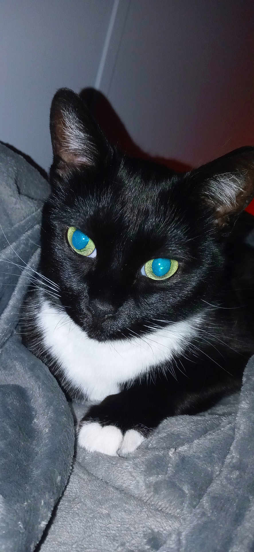 Trixie Mae