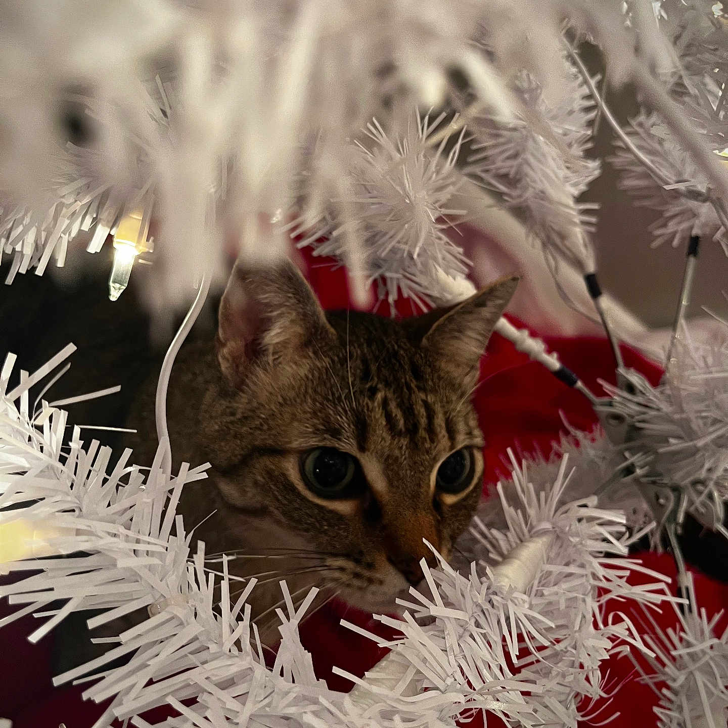 Tadashi joined the competition — help win amazing prizes! abyssinian, accessories, animal, cat, face, featherboa, fir, frost, head, ice, kitten, manx, nature, outdoors, person, pet, plant, snow, tree, weather