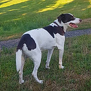 Ulysse a rejoint le concours — aidez-le/la à gagner de superbes lots ! dog, canine, pet, grass, field, trees, outdoor, collar, white_coat, black_patch, standing, looking_back, tongue_out, path, sunlight, shadow, meadow, nature, mammal, summer