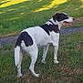 dog, canine, pet, grass, field, trees, outdoor, collar, white_coat, black_patch, standing, looking_back, tongue_out, path, sunlight, shadow, meadow, nature, mammal, summer