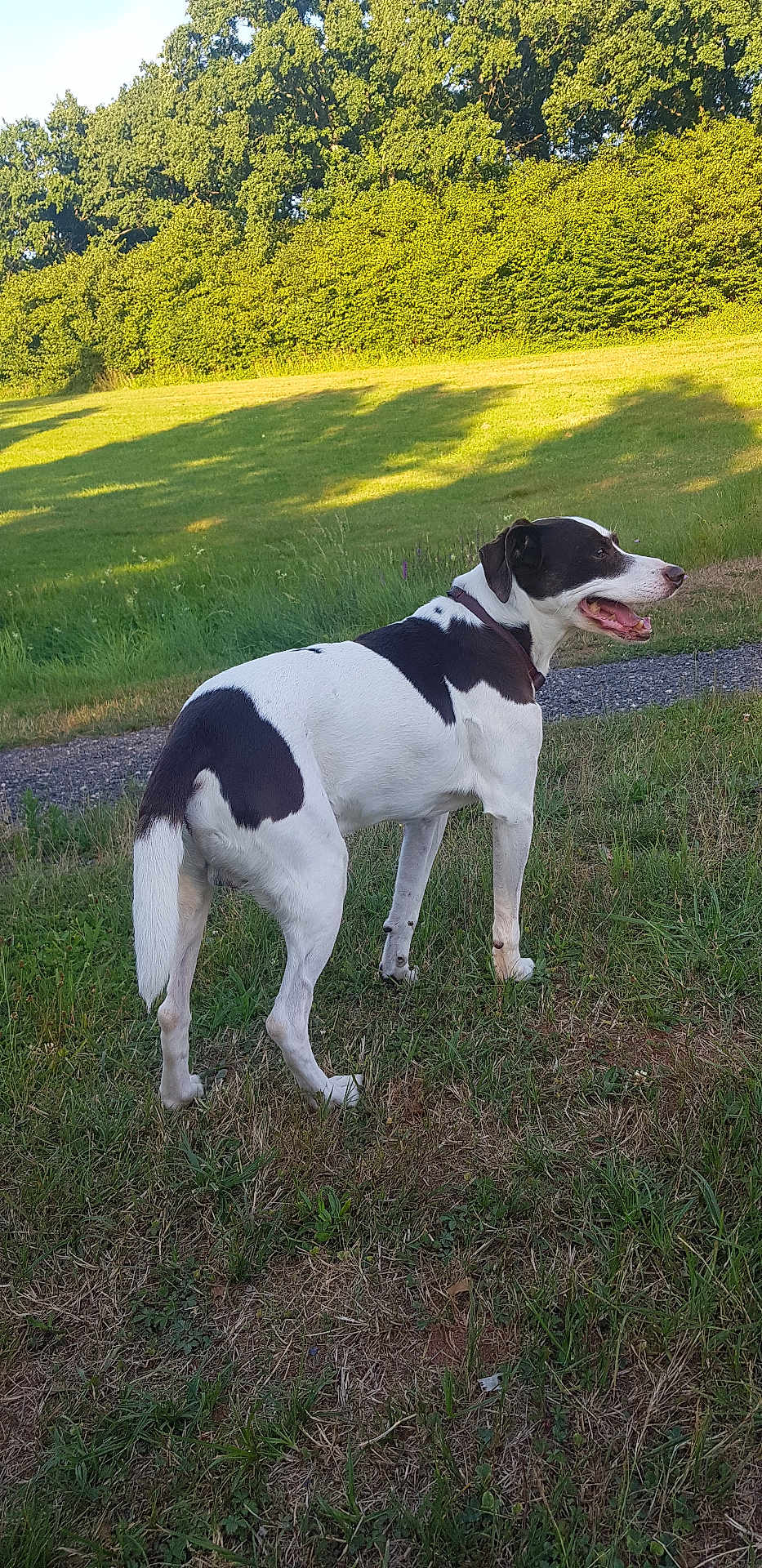 Ulysse a rejoint le concours — aidez-le/la à gagner de superbes lots ! dog, canine, pet, grass, field, trees, outdoor, collar, white_coat, black_patch, standing, looking_back, tongue_out, path, sunlight, shadow, meadow, nature, mammal, summer