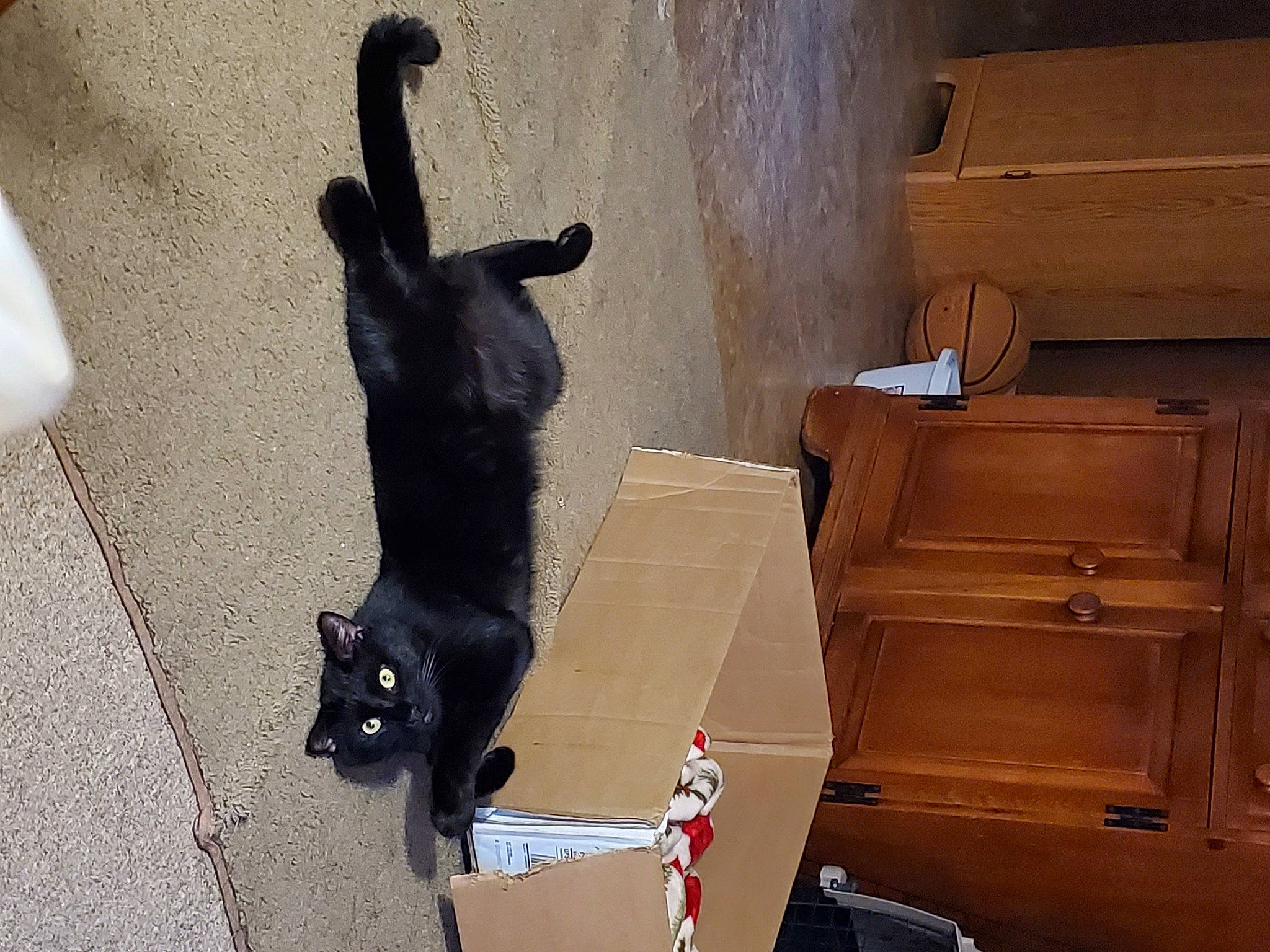 Stiles is registered to the contest to win money with this photo: black_cat, bombay, carnivore, cat, felidae, small_to_medium_sized_cats, tail