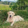 Stella a rejoint le concours — aidez-le/la à gagner de superbes lots ! dog, golden_retriever, grass, outdoor, fence, pet, canine, nature, sunlight, happy, tongue_out, animal, mammal, field, leaves, summer, relaxed, portrait, lying_down, greenery