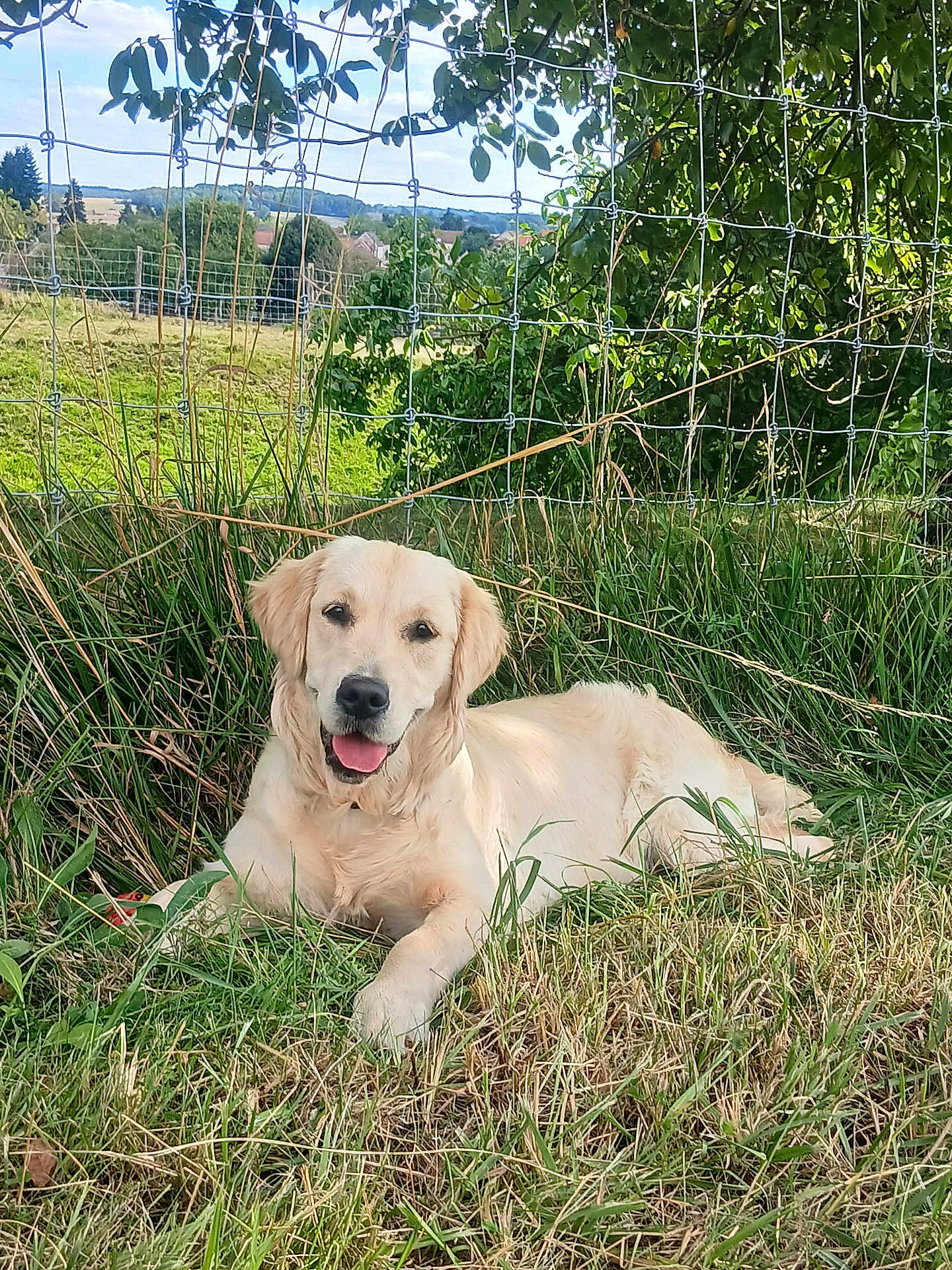 Stella a rejoint le concours — aidez-le/la à gagner de superbes lots ! dog, golden_retriever, grass, outdoor, fence, pet, canine, nature, sunlight, happy, tongue_out, animal, mammal, field, leaves, summer, relaxed, portrait, lying_down, greenery