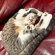 Carrot is registered to the contest to win money with this photo: cat, sleeping, curled_up, red_couch, leather, pet, feline, tabby, white_fur, gray_fur, calico, paws, tail, relaxed, indoors, cozy, nap, close_up, animal_portrait, funny_pose
