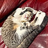 cat, sleeping, curled_up, red_couch, leather, pet, feline, tabby, white_fur, gray_fur, calico, paws, tail, relaxed, indoors, cozy, nap, close_up, animal_portrait, funny_pose