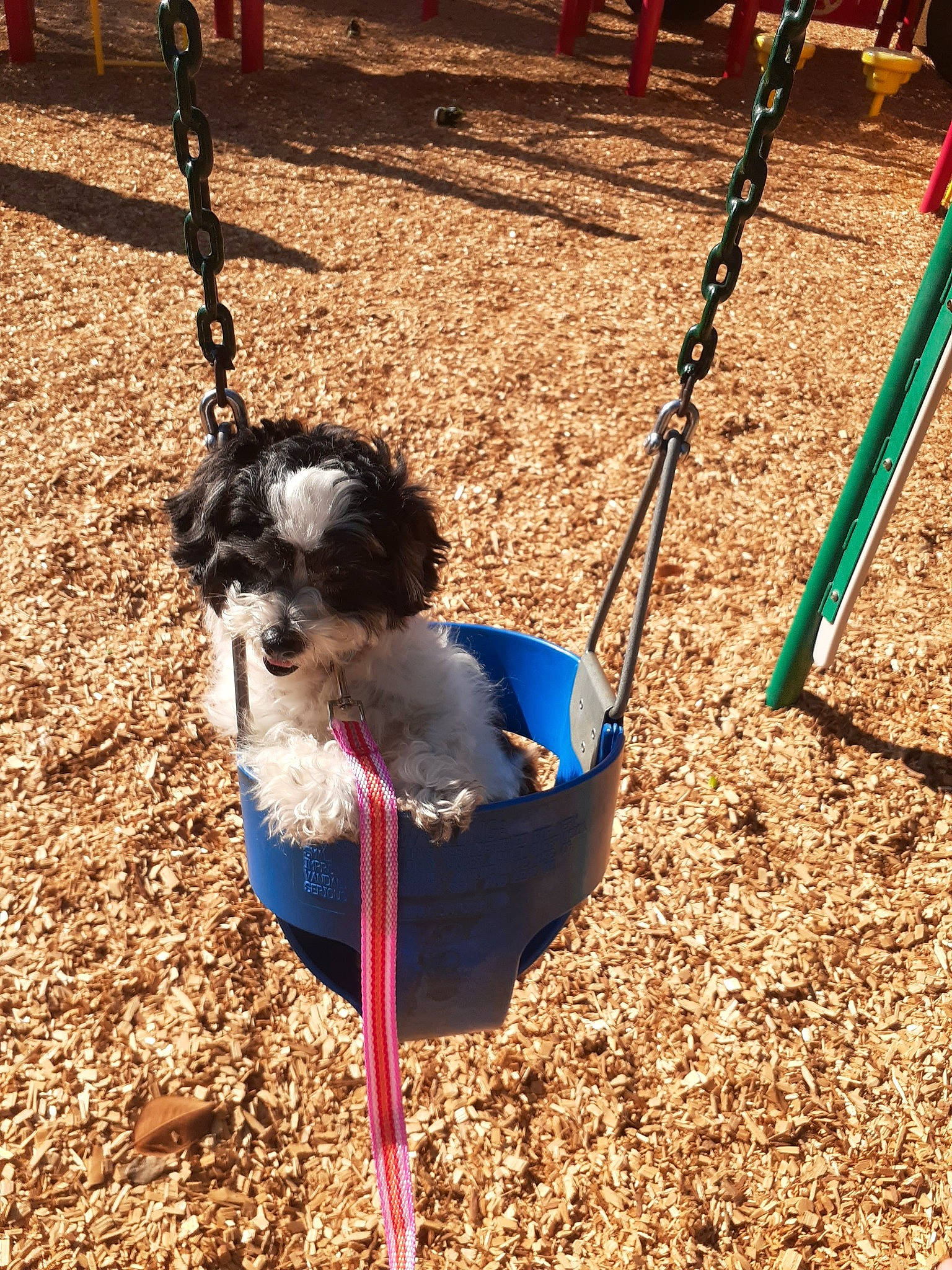 Akuna is registered to the contest to win money with this photo: canidae, carnivore, collar, companion_dog, dog, dog_breed, dog_clothes, dog_supply, human_settlement, leash, outdoor_play_equipment, pet_supply, play, playground, public_space, snout, sporting_group, swing, terrier, toy_dog