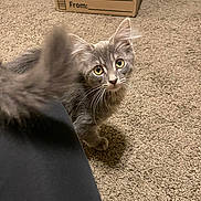 Luna joined the competition — help win amazing prizes! animal, cardboard_box, carpet, cat, curious, cute, domestic_animal, feline, floor, gray_cat, indoor, kitten, looking_up, pet, playful, small, tail, whiskers, yellow_eyes, young_cat