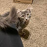 animal, cardboard_box, carpet, cat, curious, cute, domestic_animal, feline, floor, gray_cat, indoor, kitten, looking_up, pet, playful, small, tail, whiskers, yellow_eyes, young_cat