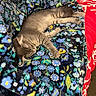 Luna is registered to the contest to win money with this photo: animal, bedspread, blanket, blue, cat, comfort, cozy, cute, floral_pattern, fur, green, indoor, pet, red, relaxation, resting, sleeping, soft, warm, yellow