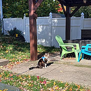 Thiago is registered to the contest to win money with this photo: cat, tuxedo_cat, pet, harness, outdoor, backyard, patio, pergola, garden, fence, lawn, fallen_leaves, autumn, chairs, outdoor_furniture, sunlight, trees, plants, concrete, home
