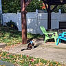 cat, tuxedo_cat, pet, harness, outdoor, backyard, patio, pergola, garden, fence, lawn, fallen_leaves, autumn, chairs, outdoor_furniture, sunlight, trees, plants, concrete, home