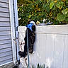 Thiago is registered to the contest to win money with this photo: cat, pet, black_and_white, fluffy, harness, leash, climbing, fence, outdoor, garden, autumn, leaves, tree, house, siding, yard, plants, tail, animal, adventure