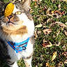 Thiago joined the competition — help win amazing prizes! cat, animal, pet, outdoors, grass, autumn, leaves, harness, blue_harness, gray_fur, white_fur, calico, yellow_eyes, sitting, portrait, close_up, whiskers, leaf, sunlight, garden