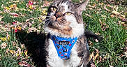 Thiago is registered to the contest to win money with this photo: cat, tabby_cat, pet, animal, outdoors, grass, autumn, fallen_leaves, harness, blue_harness, sitting, portrait, whiskers, yellow_eyes, fur, garden, yard, house, patio_chairs, daylight