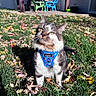 cat, tabby_cat, pet, animal, outdoors, grass, autumn, fallen_leaves, harness, blue_harness, sitting, portrait, whiskers, yellow_eyes, fur, garden, yard, house, patio_chairs, daylight