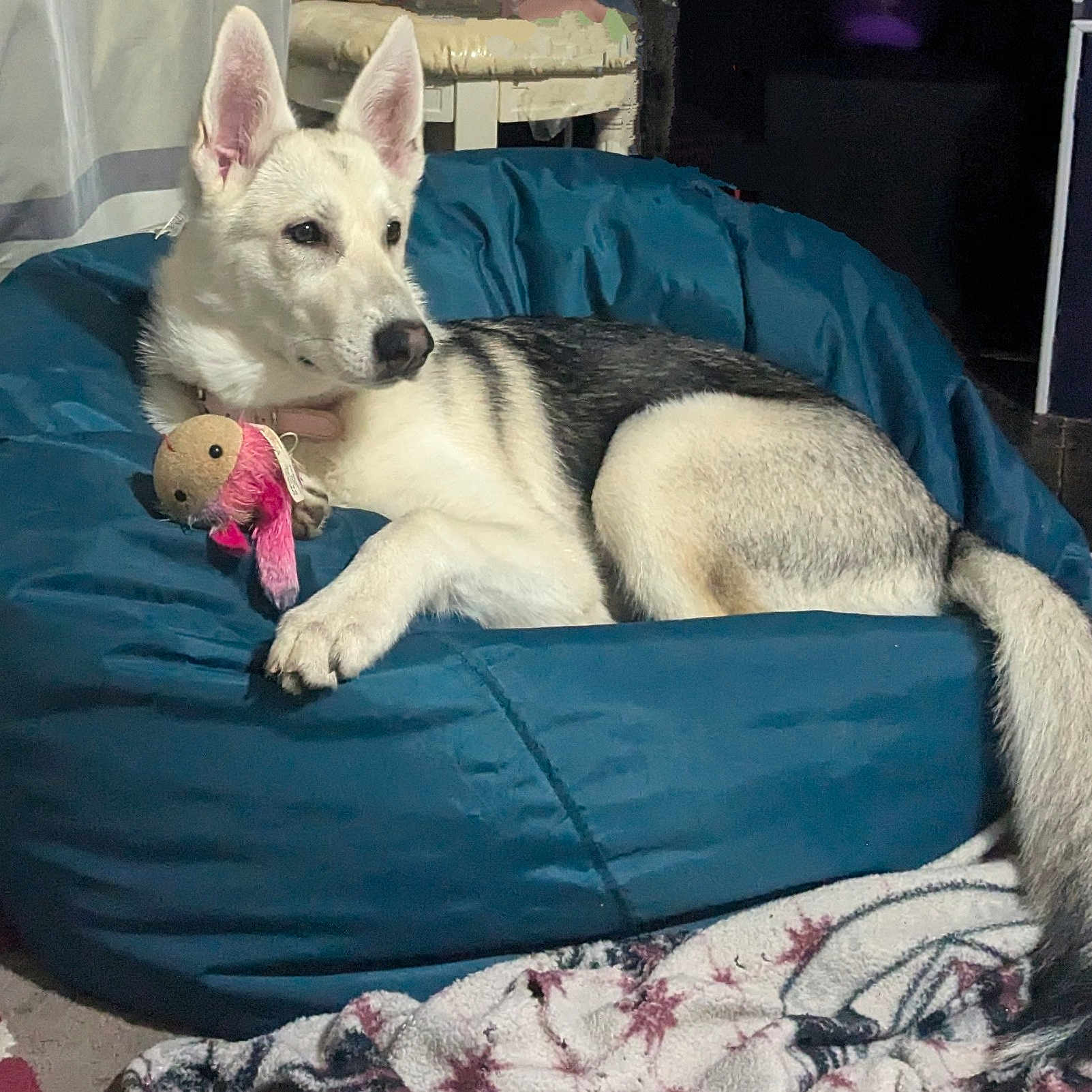 Storm joined the competition — help win amazing prizes! animal, beanbag, canine, couch, dog, eskimodog, furniture, husky, person, pet, puppy, sleeping, sphere