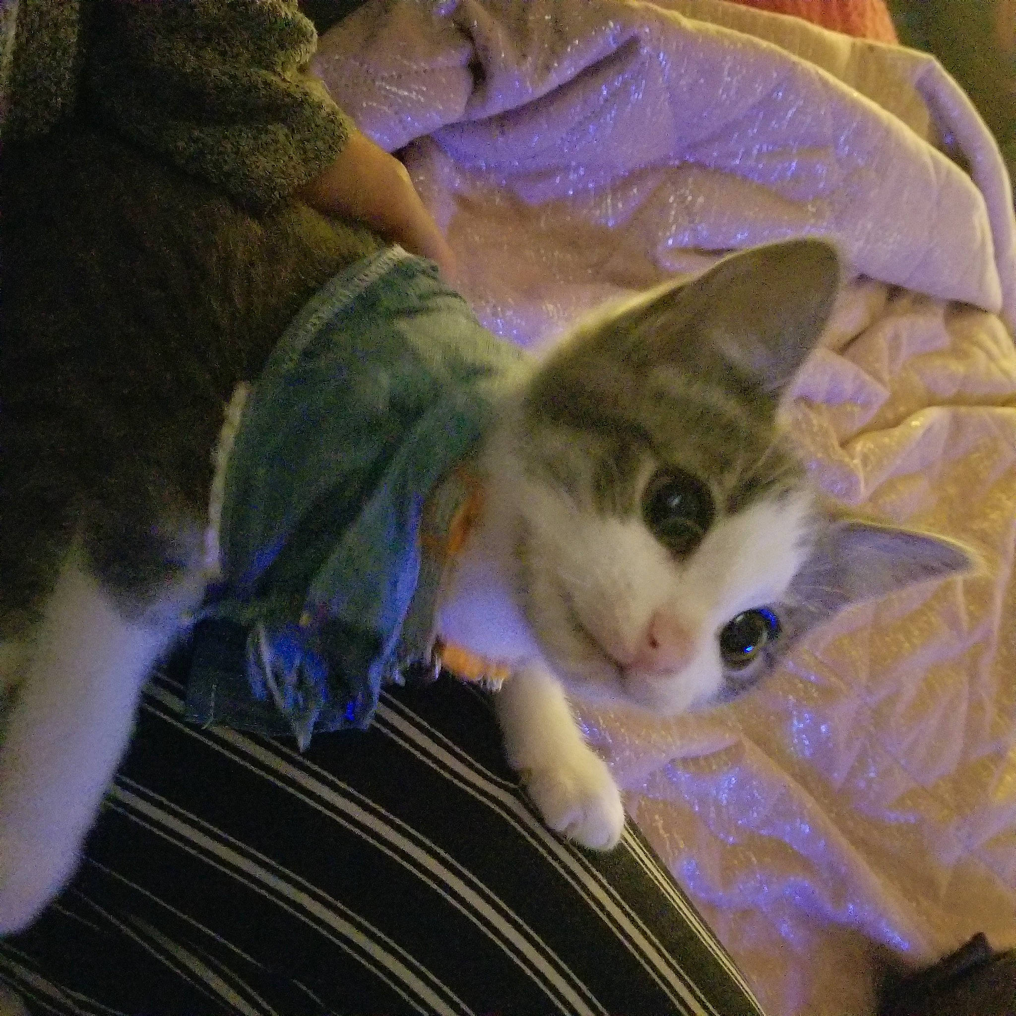 Kasey joined the competition — help win amazing prizes! carnivore, cat, claw, comfort, domestic_short_haired_cat, ear, electric_blue, fawn, felidae, fur, lap, linens, mammal, paw, small_to_medium_sized_cats, snout, tail, vertebrate, whiskers