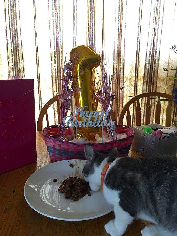 Kasey is registered to the contest to win money with this photo: carnivore, cat, chair, cup, curtain, dishware, drinkware, felidae, food, furniture, plate, serveware, small_to_medium_sized_cats, table, tablecloth, tableware, tail, textile, whiskers, wood