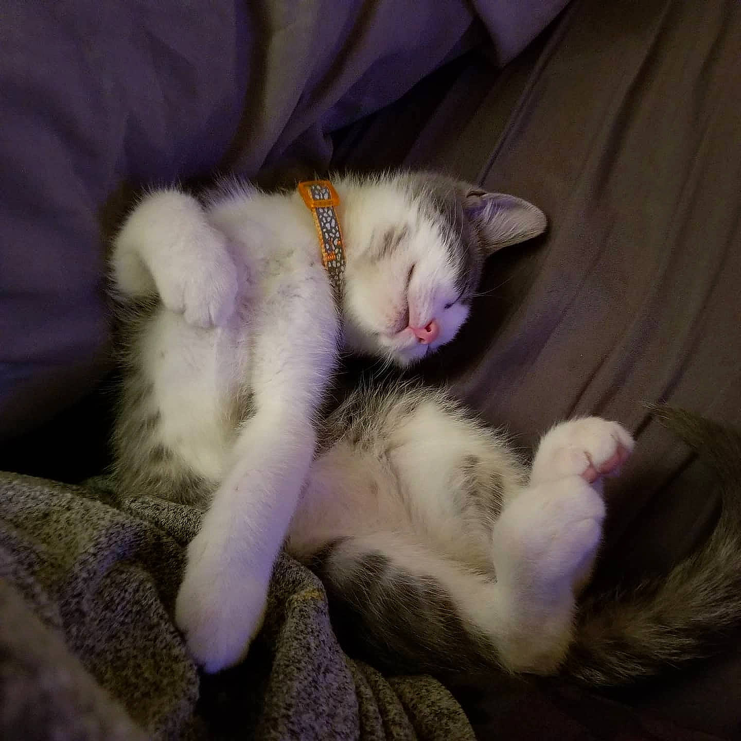 Kasey joined the competition — help win amazing prizes! canidae, carnivore, cat, claw, comfort, dog_breed, domestic_short_haired_cat, fang, fawn, felidae, fur, nap, paw, sleep, small_to_medium_sized_cats, snout, sporting_group, tail, whiskers