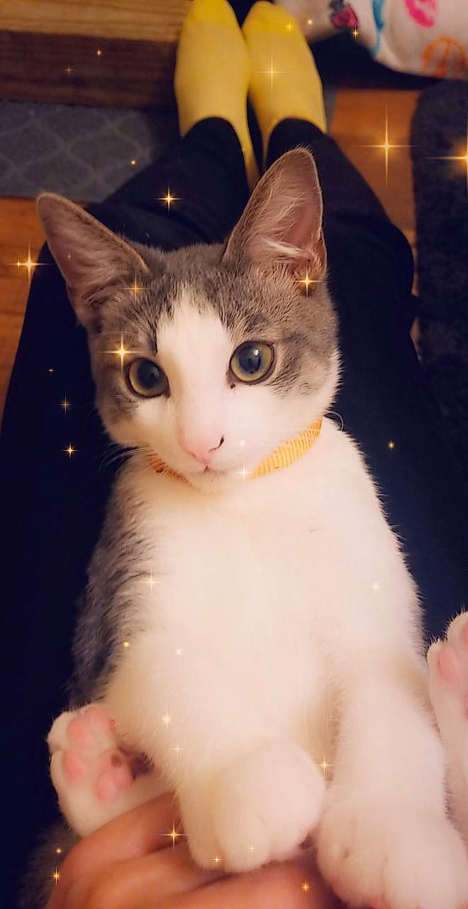 Kasey is registered to the contest to win money with this photo: carnivore, cat, domestic_short_haired_cat, ear, eyebrow, eyelash, fawn, felidae, fur, iris, nose, paw, photo_caption, small_to_medium_sized_cats, snout, tail, whiskers