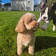 Bruno is registered to the contest to win money with this photo: dog, puppy, two_dogs, outdoor, backyard, grass, lawn, house, garden, sunny, daylight, playing, running, jumping, floppy_ears, fluffy_fur, black_and_white, apricot_coat, pet, animal