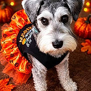 Abi is registered to the contest to win money with this photo: animal, autumn, costume, cute, decorations, dog, face, fall, festive, fluffy, halloween, harness, indoors, leaves, orange, pet, portrait, pumpkin, schnauzer, sitting