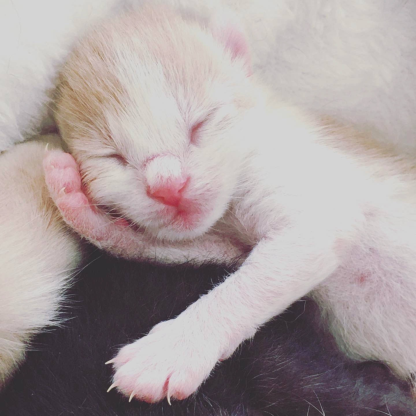 Rio participe au concours pour gagner de l'argent avec cette photo : carnivore, cat, claw, felidae, fur, kitten, mammal, nap, nose, paw, pink, polydactyl_cat, skin, sleep, small_to_medium_sized_cats, snout, tail, turkish_angora, turkish_van, whiskers