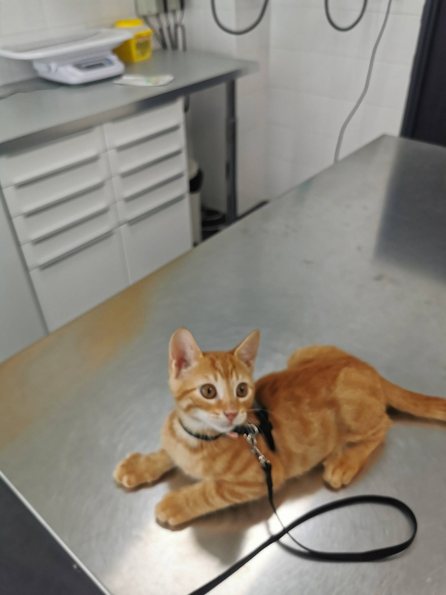 Byscot participe au concours pour gagner de l'argent avec cette photo : asian, carnivore, cat, domestic_short_haired_cat, european_shorthair, felidae, floor, flooring, fur, kitten, ocicat, small_to_medium_sized_cats, tabby_cat, tail, tile, whiskers, wood