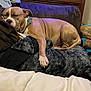 Tank Tank is registered to the contest to win money with this photo: blanket, brown_dog, canine, couch, cozy, dog, domestic, fabric, furniture, household, indoor, living_room, paw, pet, plush_blanket, relaxed, resting, sleeping, soft, wooden_furniture