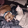 Tank Tank joined the competition — help win amazing prizes! animal, bed, blanket, brown_dog, collar, comforter, companion, cozy, curious, cute, dog, flash, fur, indoor, pets, resting, sleeping, snuggling, two_dogs, white_dog